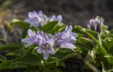 Pennellianthus frutescens