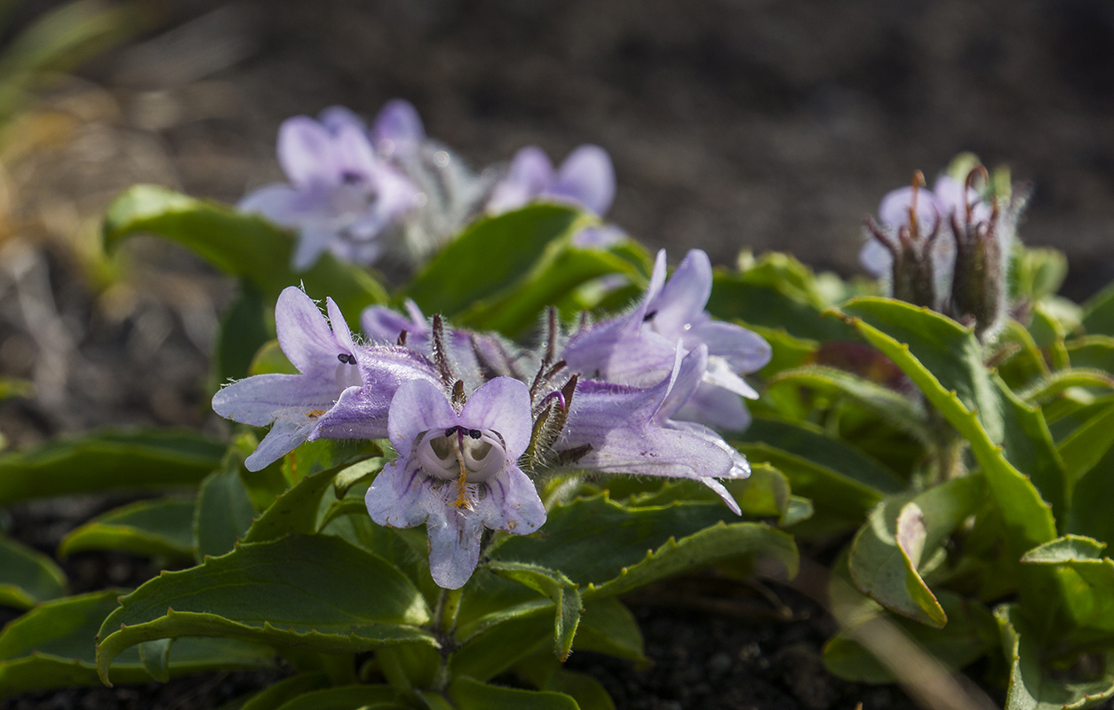 Image of Pennellianthus frutescens specimen.