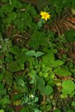 Blackstonia acuminata. Верхушка цветущего растения. Республика Абхазия, окр. г. Новый Афон. 28.08.2009.