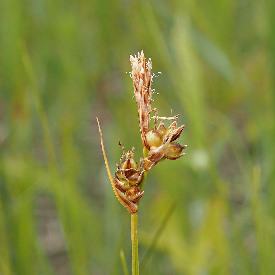 Изображение особи Carex supina.