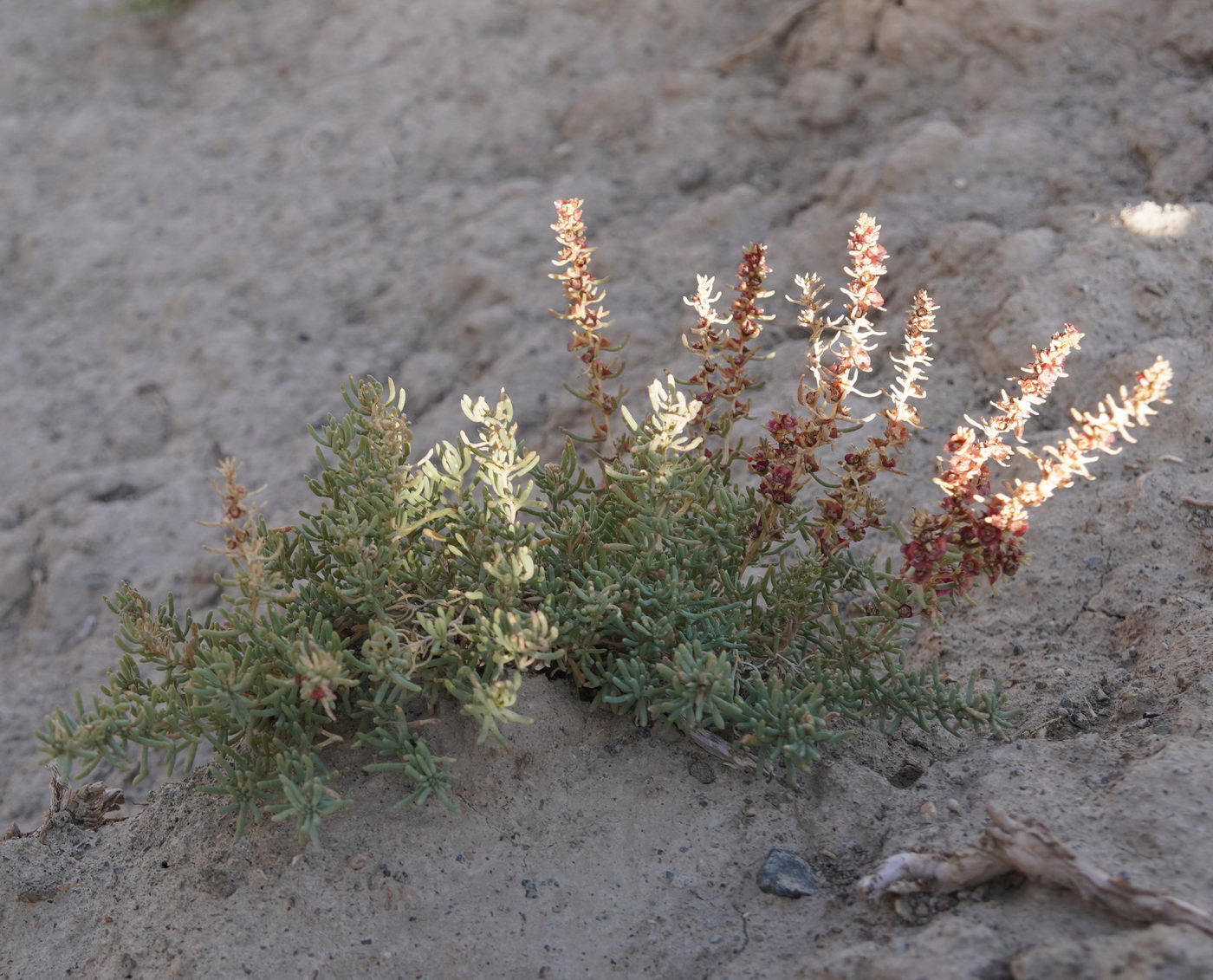 Изображение особи семейство Chenopodiaceae.