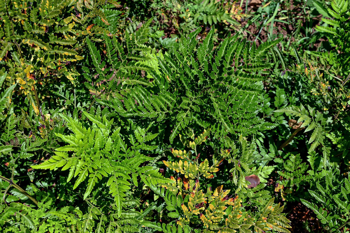 Image of Rumohra adiantiformis specimen.