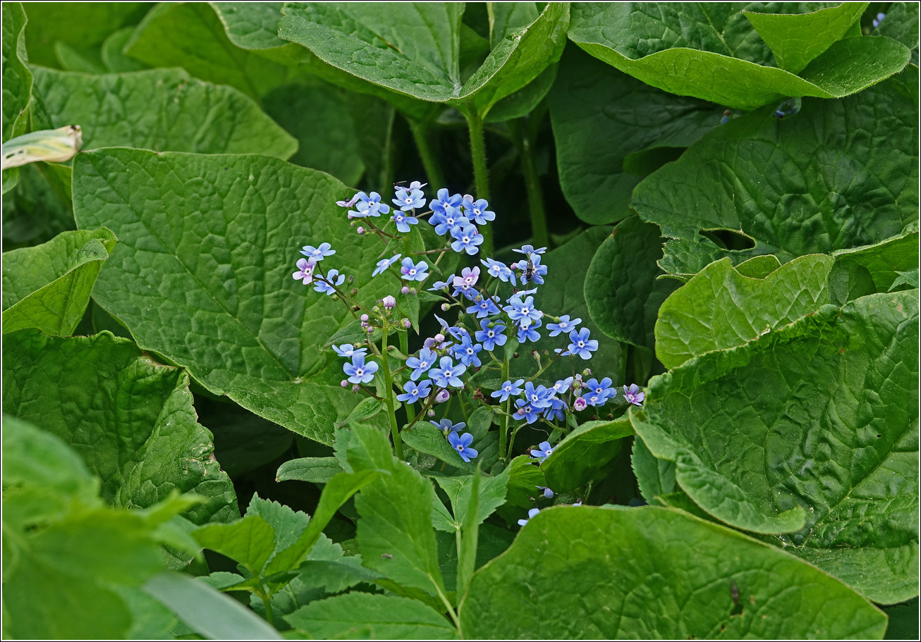 Изображение особи Brunnera sibirica.
