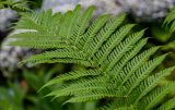Cyathea cooperi