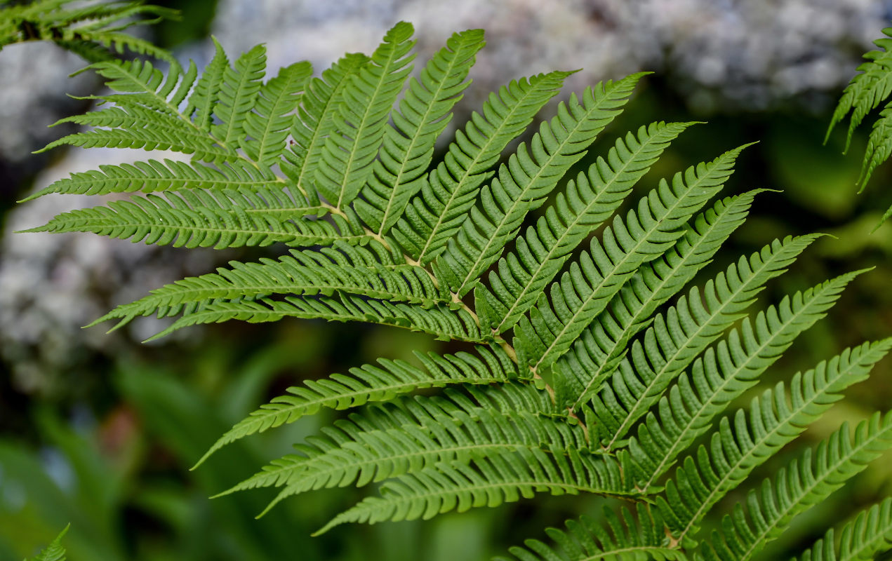 Изображение особи Cyathea cooperi.