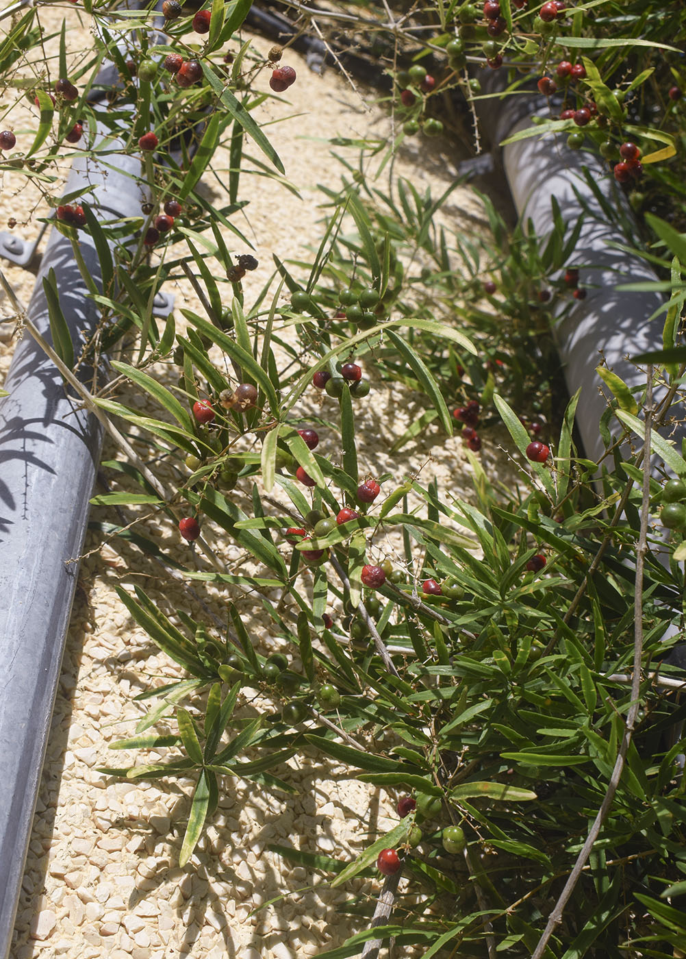 Изображение особи Asparagus falcatus.