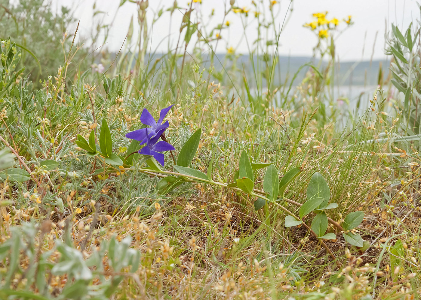 Image of Vinca herbacea specimen.