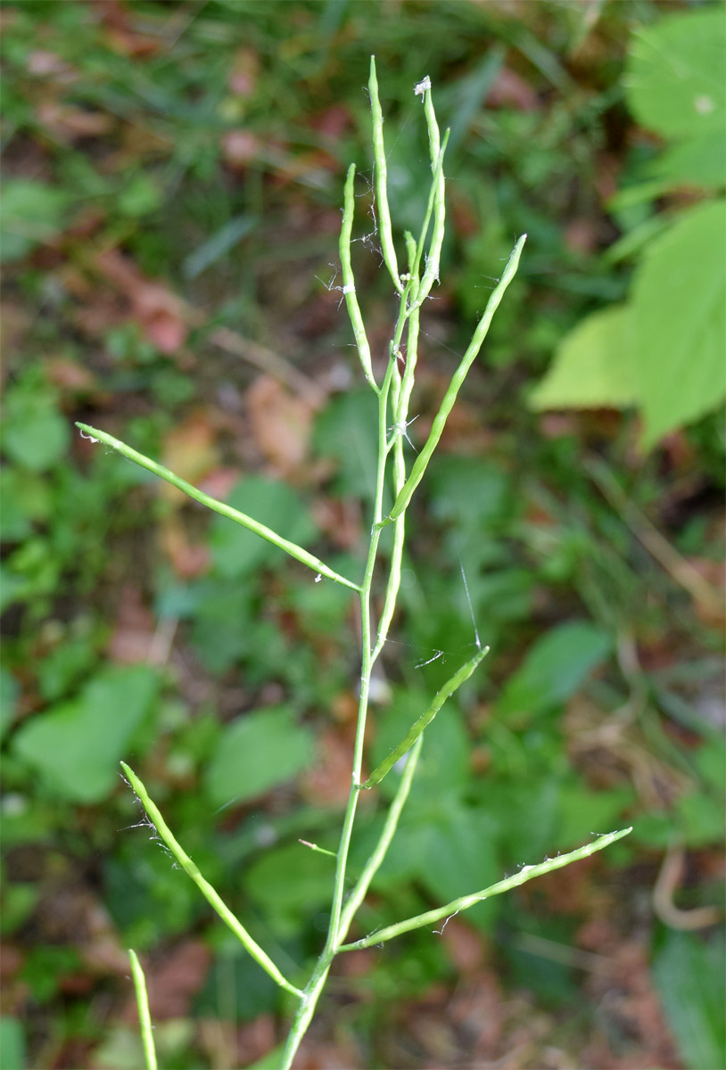 Изображение особи Alliaria petiolata.