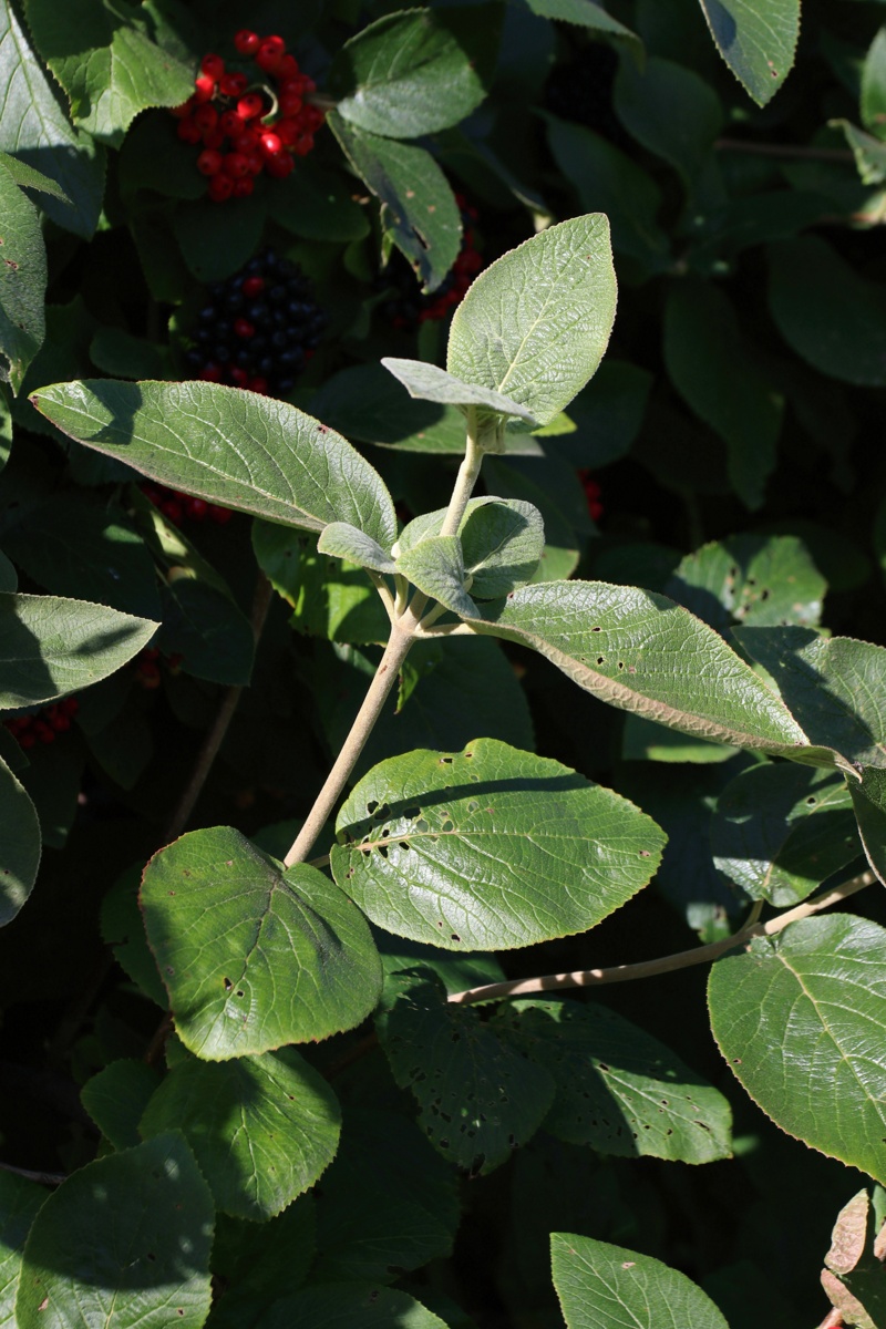 Изображение особи Viburnum lantana.