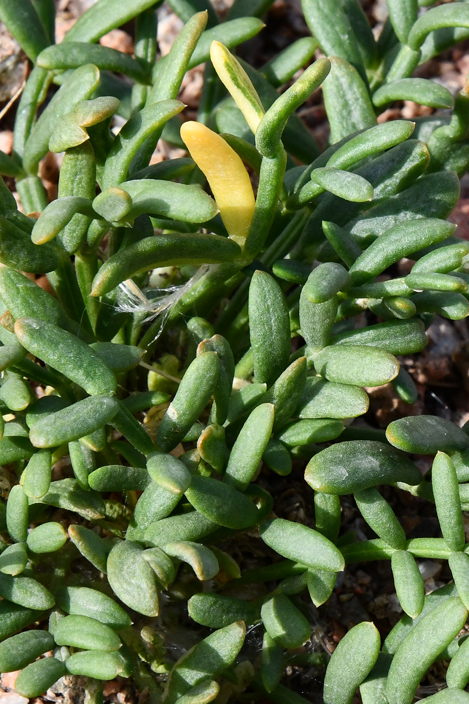 Изображение особи Zygophyllum kegense.