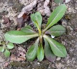 Lactuca serriola