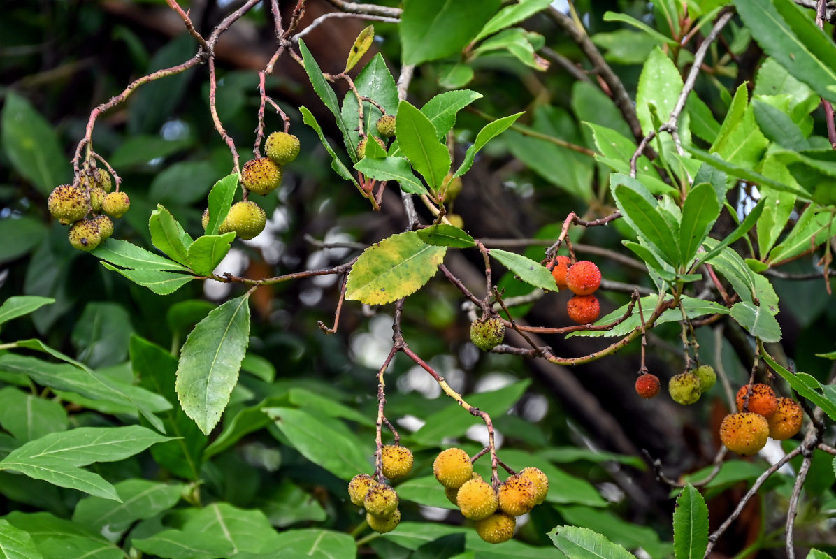 Изображение особи Arbutus unedo.