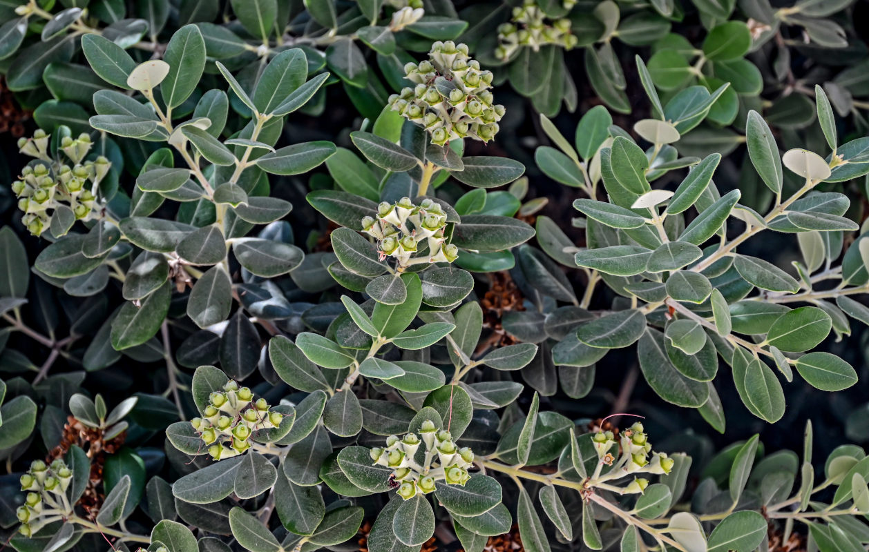 Image of Metrosideros excelsa specimen.