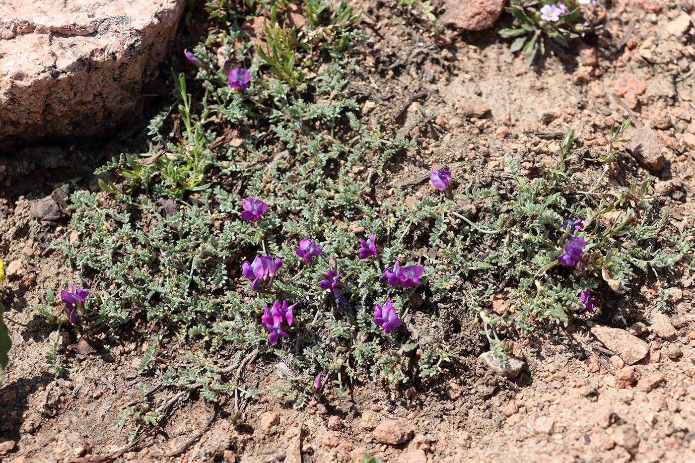 Image of Oxytropis trajectorum specimen.