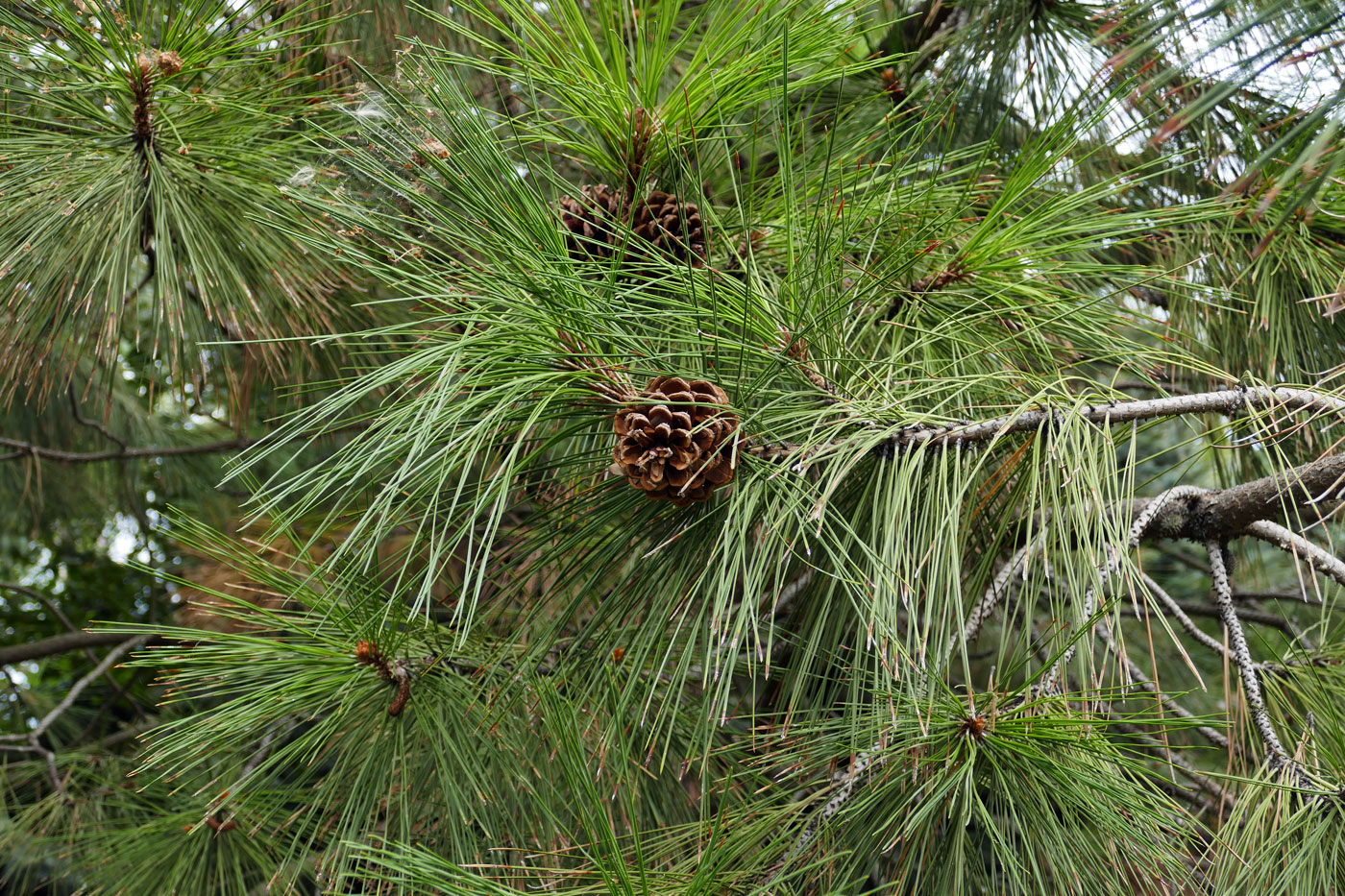 Изображение особи род Pinus.