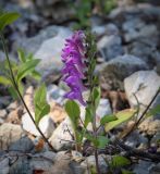 Scutellaria pontica. Верхушка цветущего растения. Абхазия, Гудаутский р-н, Рицинский реликтовый национальный парк, дол. р. Юпшара, каменистая осыпь. 09.06.2025.