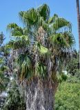 Washingtonia filifera. Крона цветущего и плодоносящего растения. Португалия, г. Лиссабон, в культуре. 09.08.2025.
