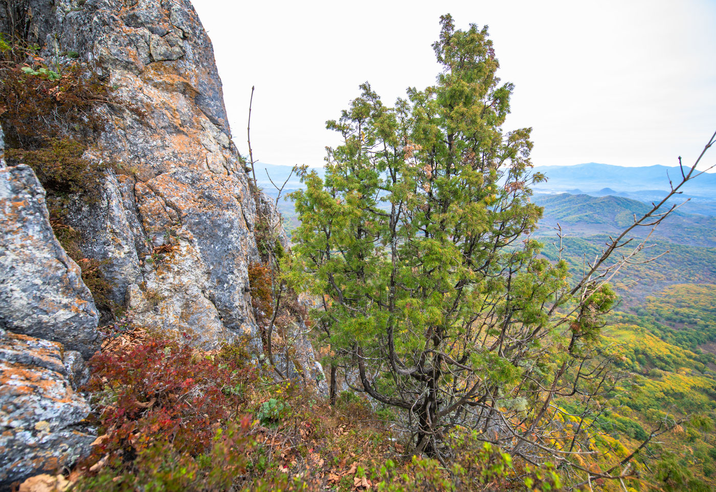 Image of Juniperus rigida specimen.