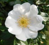 Rosa canina. Цветок. Ростовская обл., Азовский р-н, с. Кугей, верховье балки. 30.05.2025.