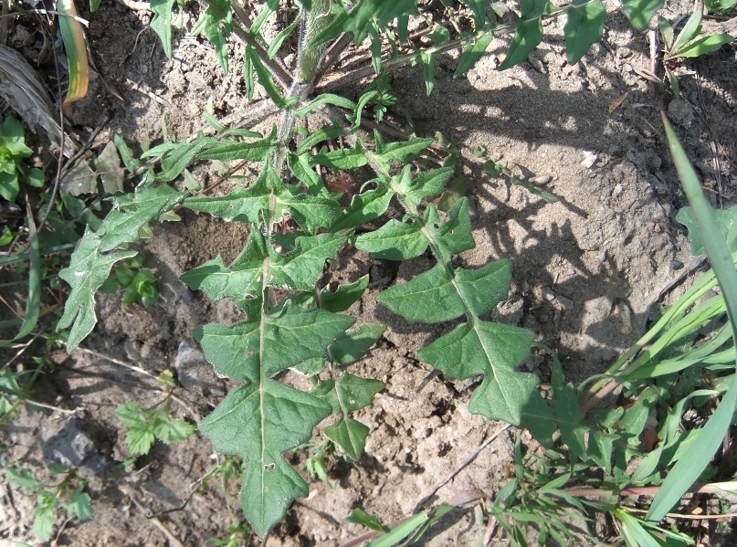 Image of Sisymbrium loeselii specimen.