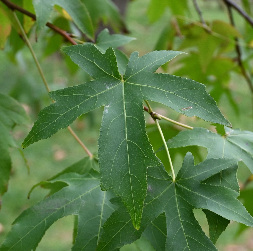 Изображение особи Liquidambar styraciflua.