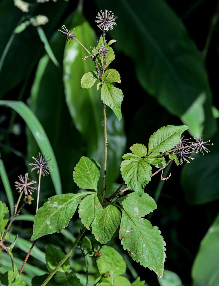 Изображение особи Bidens pilosa.