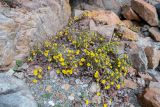 Tussilago farfara. Заросль цветущих и плоддоносящих растений на каменистом пляже. Приморский край, ЗАТО Фокино, о. Путятина. 26.04.2026.