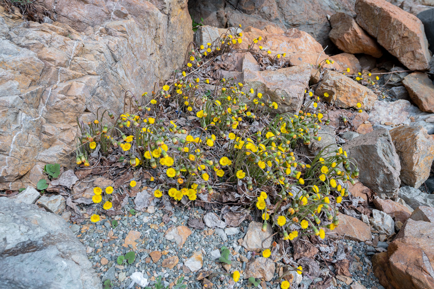 Изображение особи Tussilago farfara.