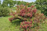 View full-size image Weigela hortensis