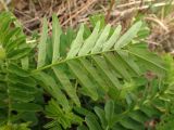 Astragalus uliginosus. Лист (абаксиальная сторона). Хабаровский край, г. Комсомольск-на-Амуре, берег р. Амур (Совхозная протока). 28.05.2026.