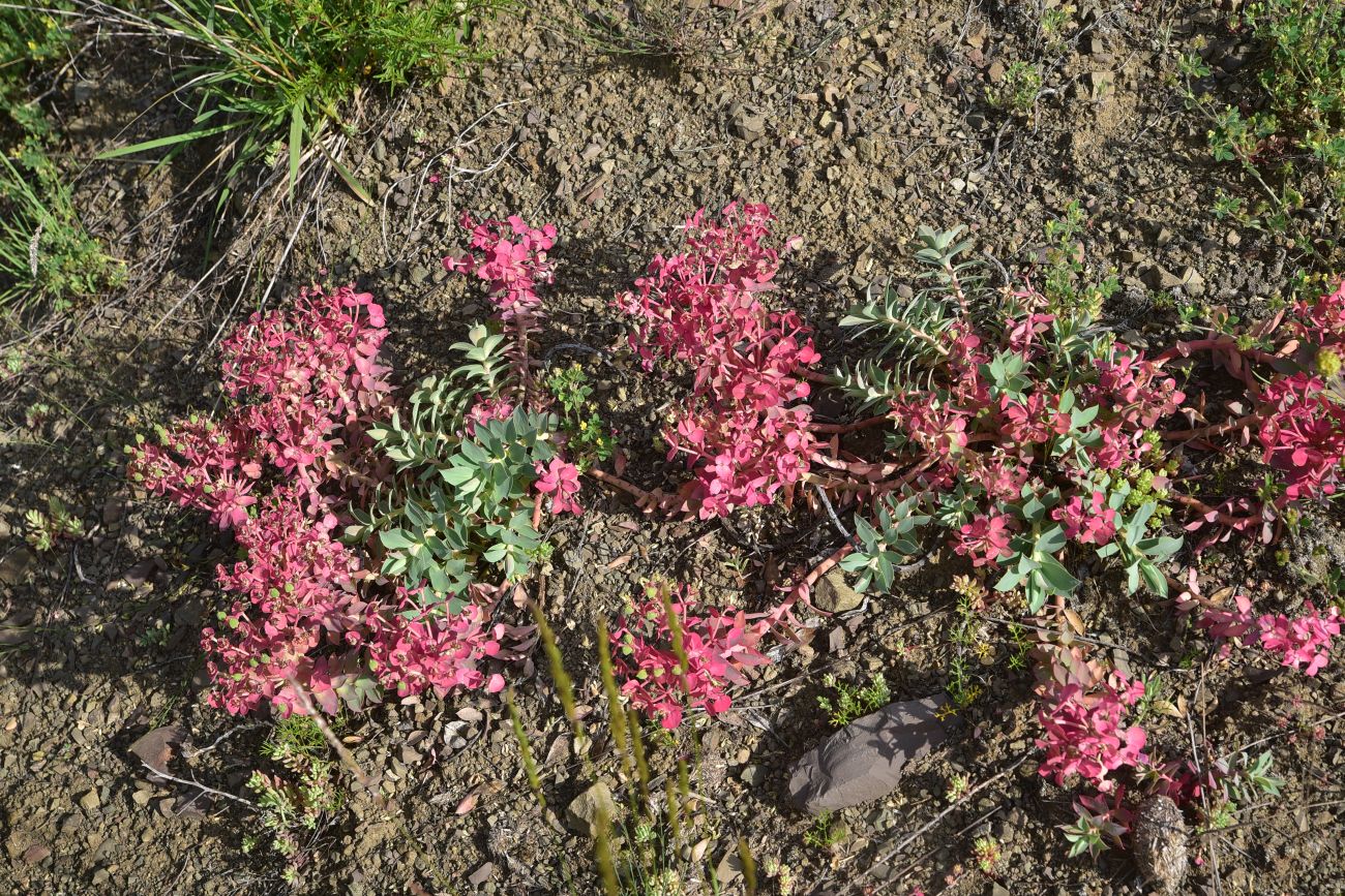 Изображение особи род Euphorbia.
