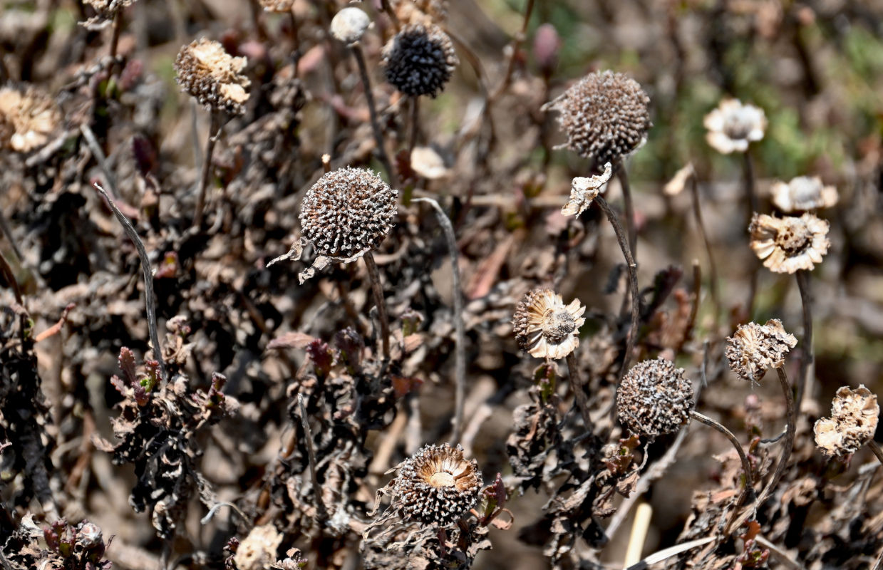 Image of Argyranthemum pinnatifidum ssp. succulentum specimen.