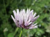 genus Allium