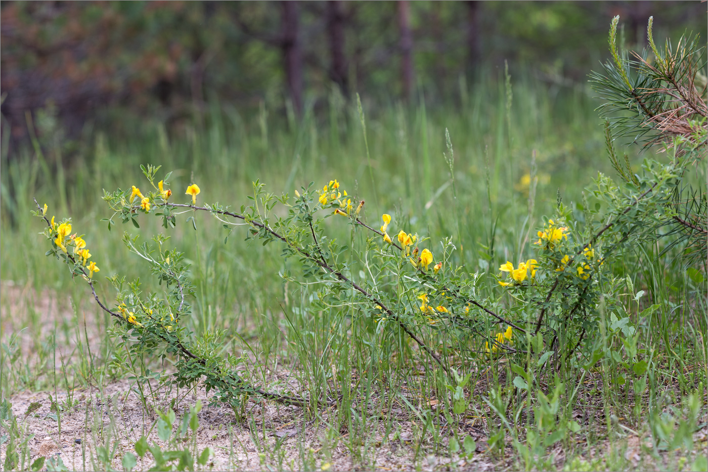 Image of Chamaecytisus ruthenicus specimen.
