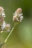 Antennaria caucasica. Соцветие. Кабардино-Балкария, Чегемский р-н, дол. р. Чегем, окр. т/б \"Башиль\", опушка леса. 02.08.2026.