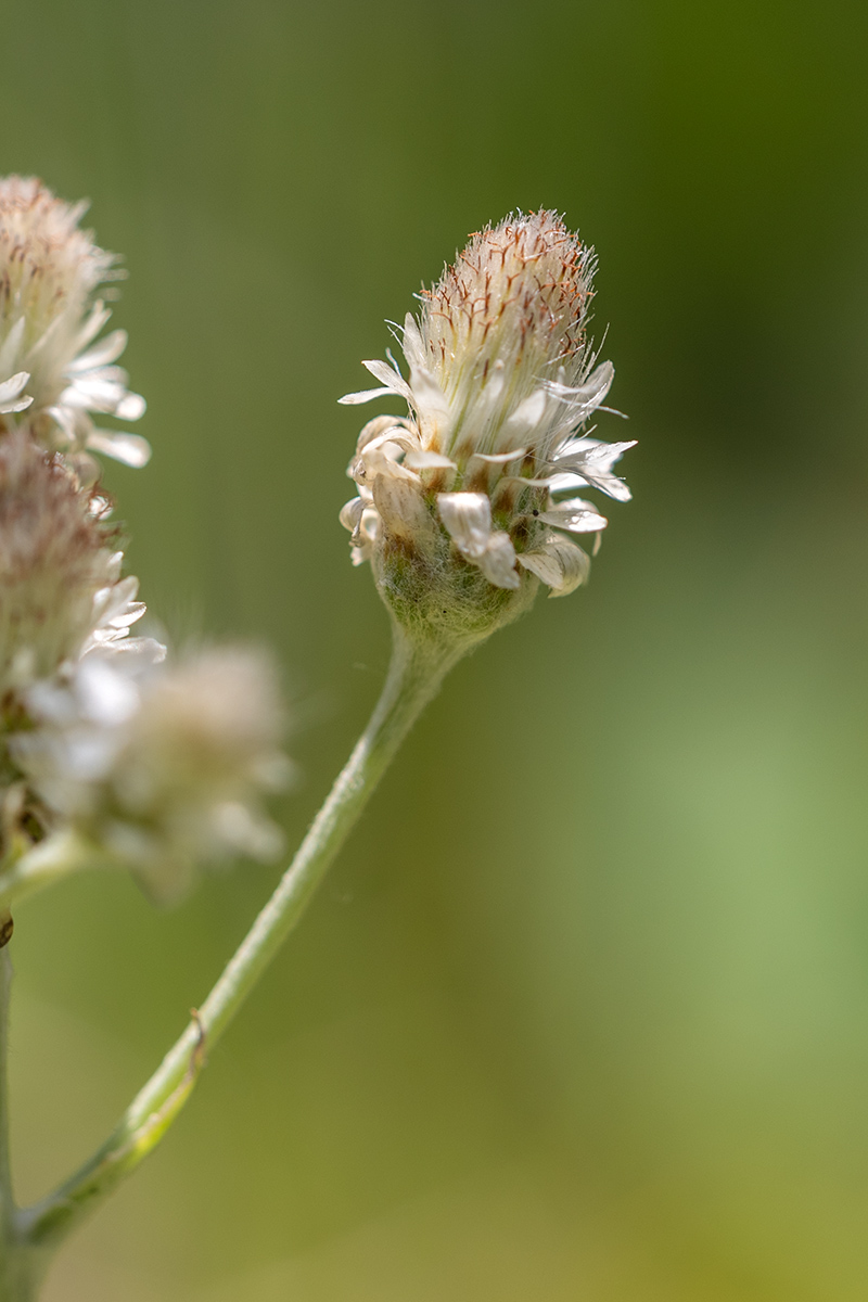 Image of Antennaria caucasica specimen.