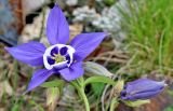 Aquilegia olympica