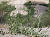 Lactuca tatarica. Цветущие растения. Таджикистан, Горно-Бадахшанская автономная обл., Рошткалинский р-н, окр. кишлака Дашт, дол. р. Шахдара, ≈ 2600 м н.у.м., обочина грунтовой дороги в пойме. 1 июля 2026 г.