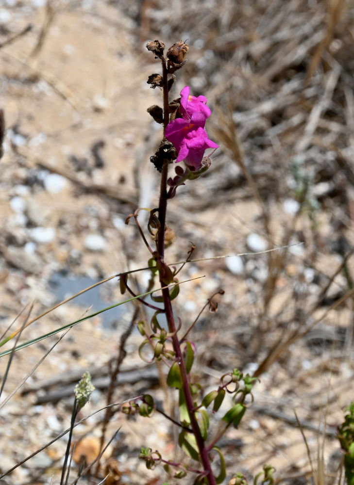 Изображение особи Antirrhinum cirrhigerum.