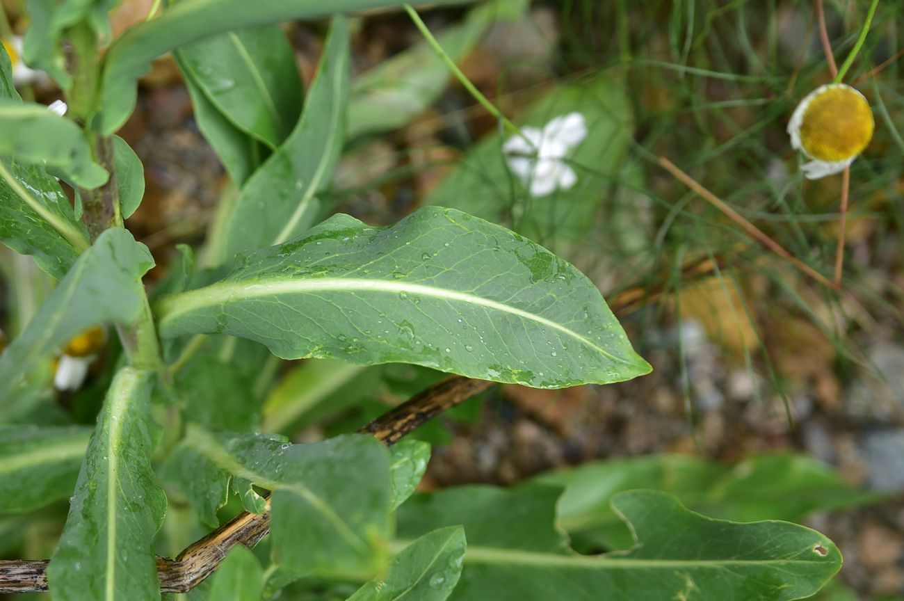 Image of Unknown species specimen.