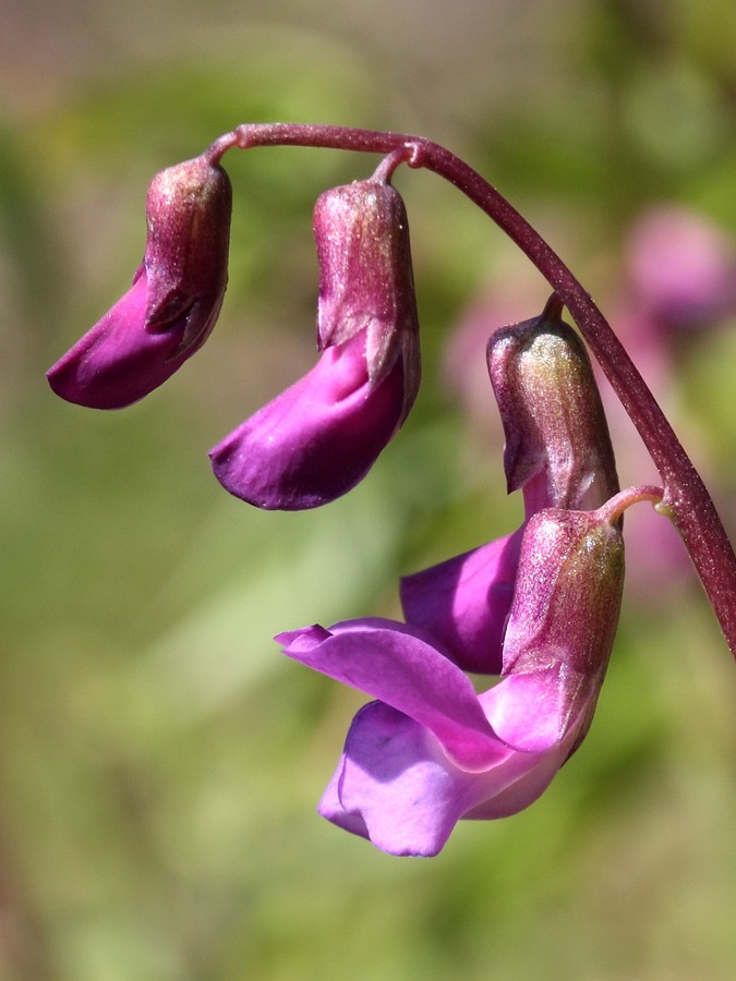 Image of Lathyrus vernus specimen.