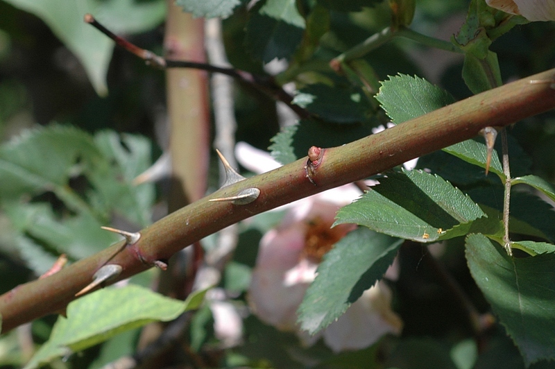 Image of Rosa corymbifera specimen.