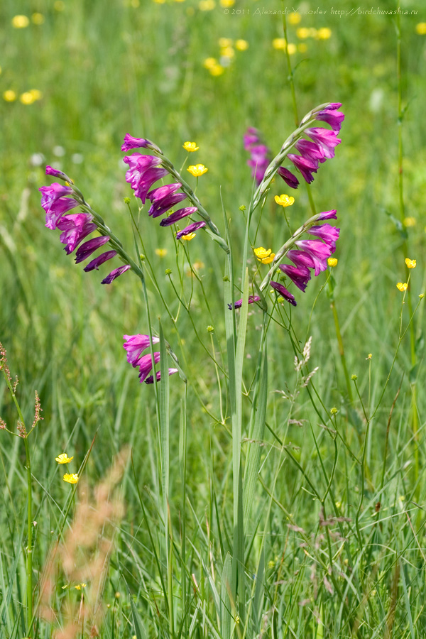 Image of Gladiolus tenuis specimen.