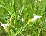 Gratiola officinalis. Часть побега с цветками. Украина, Донецкая обл, Краснолиманский р-н, окр. пгт Ямполь, долина р. Жеребец. 22.06.2011.