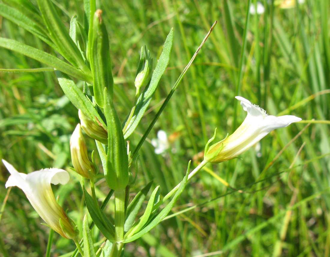 Изображение особи Gratiola officinalis.