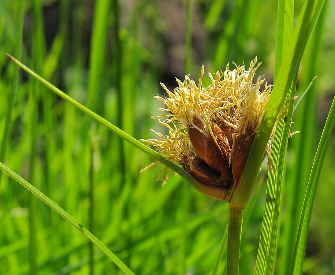 Изображение особи Bolboschoenus planiculmis.