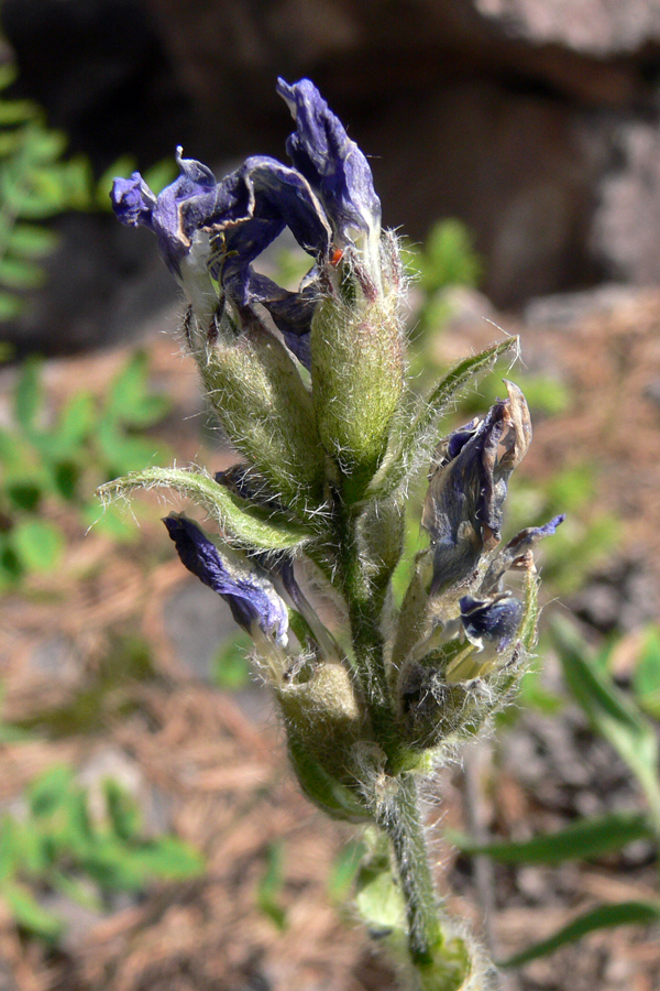 Image of Oxytropis ivdelensis specimen.