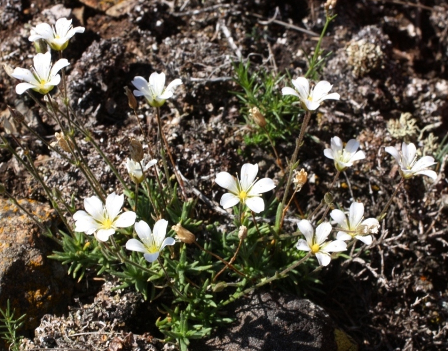 Image of Minuartia helmii specimen.