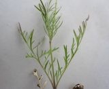 Scabiosa ochroleuca