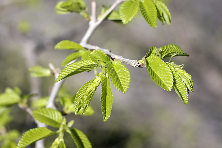 Изображение особи Ulmus pumila.